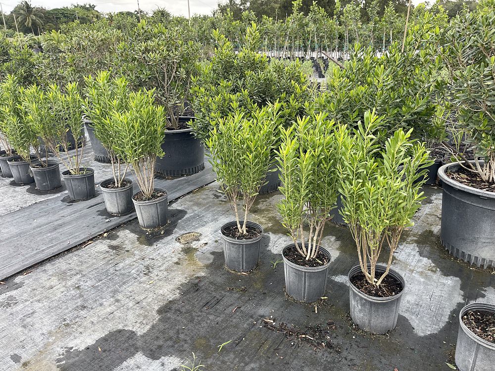 gundlachia-corymbosa-yambush