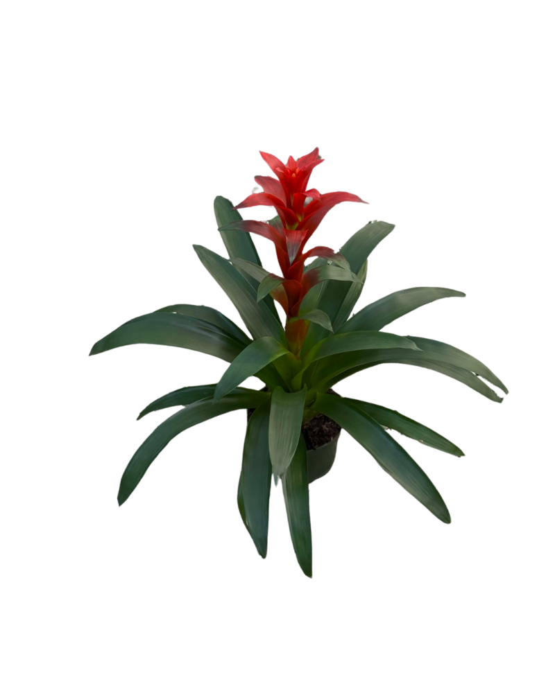 guzmania-allura-bromeliad