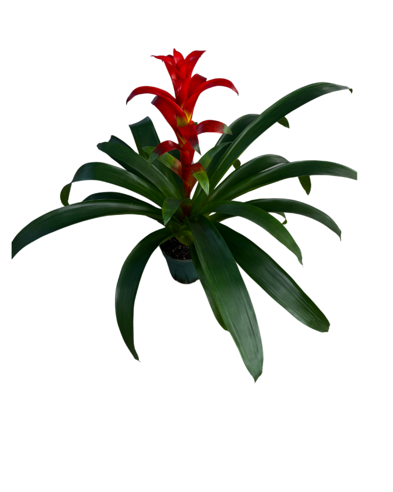 guzmania-allura-bromeliad