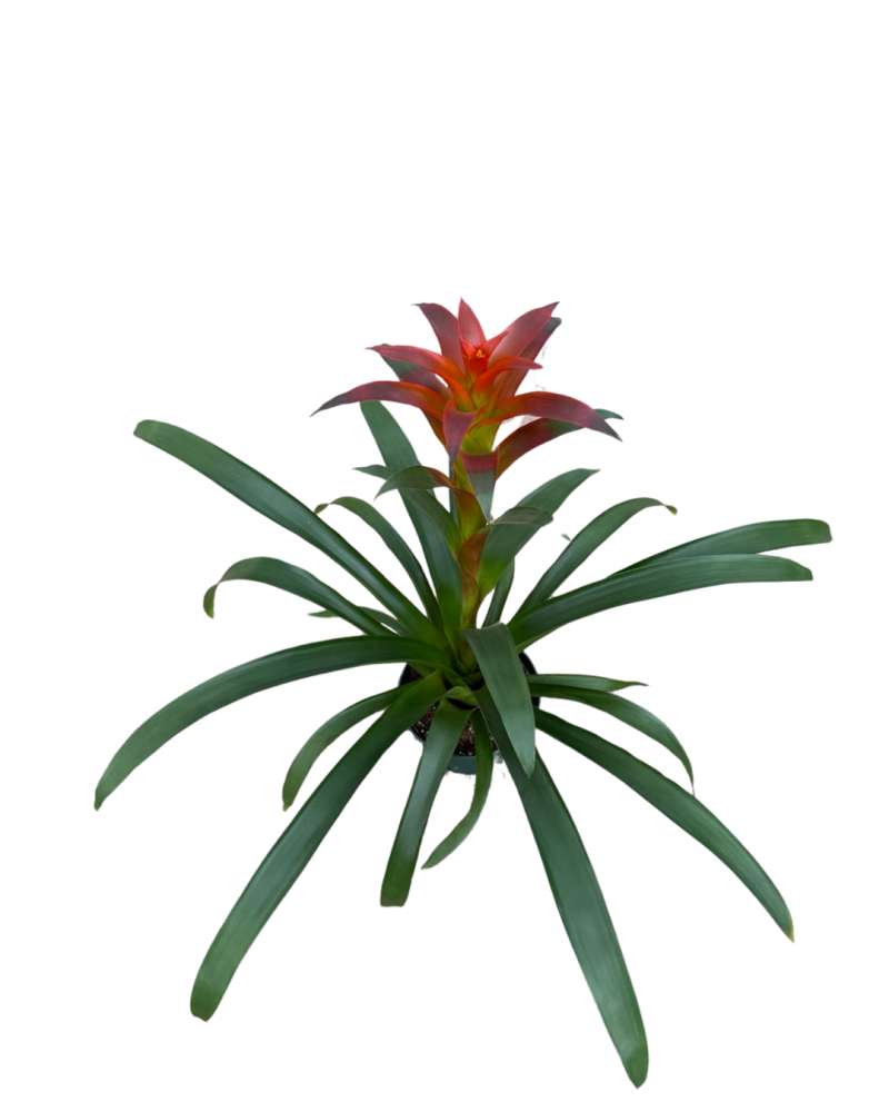 guzmania-amaretto-bromeliad