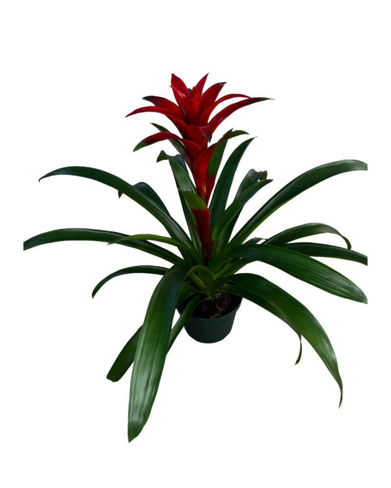 guzmania-brimstone-bromeliad