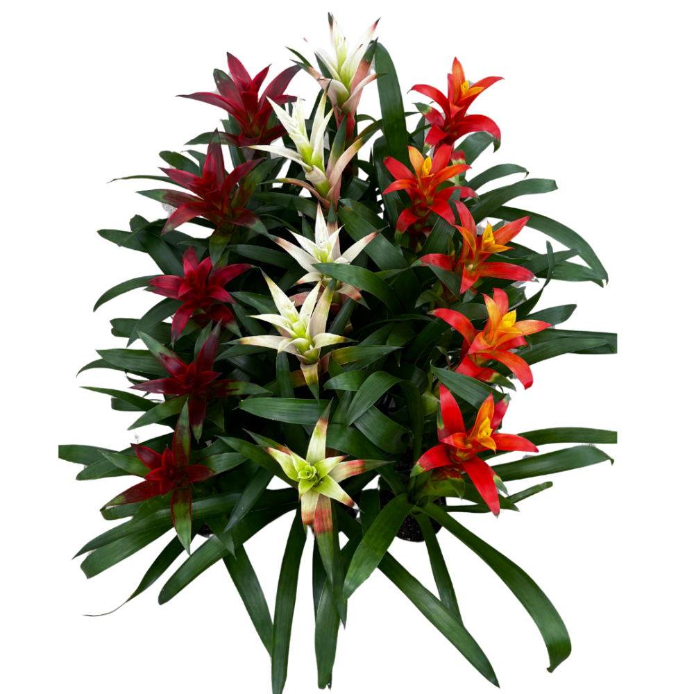 guzmania-bromeliad