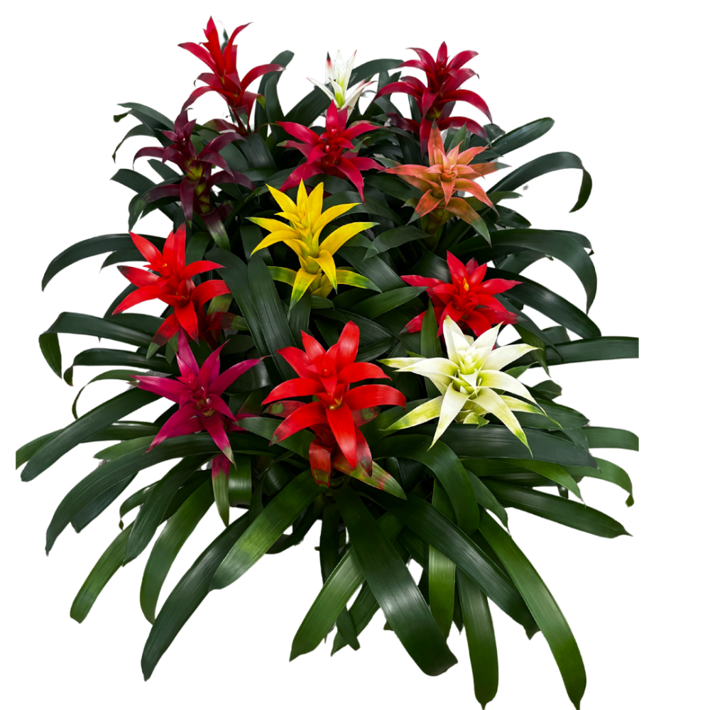 guzmania-bromeliad