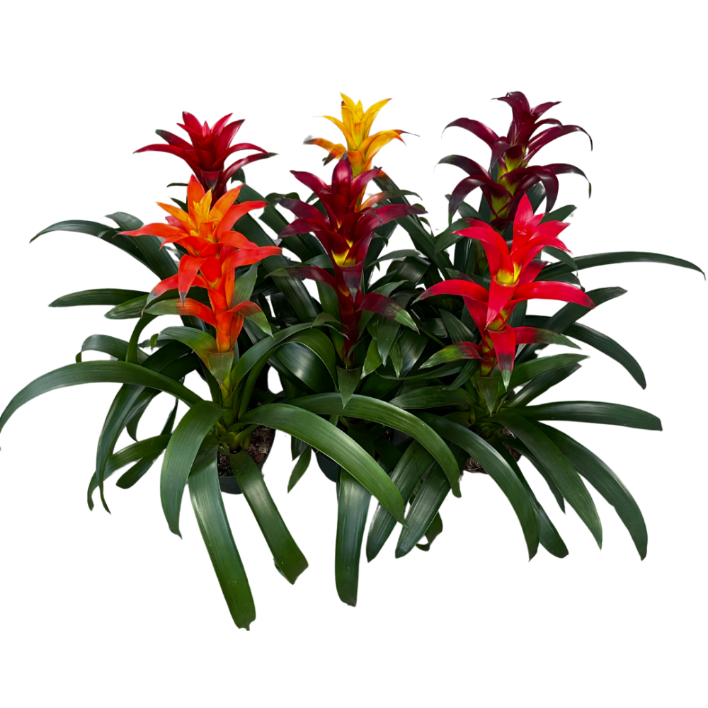 guzmania-bromeliad