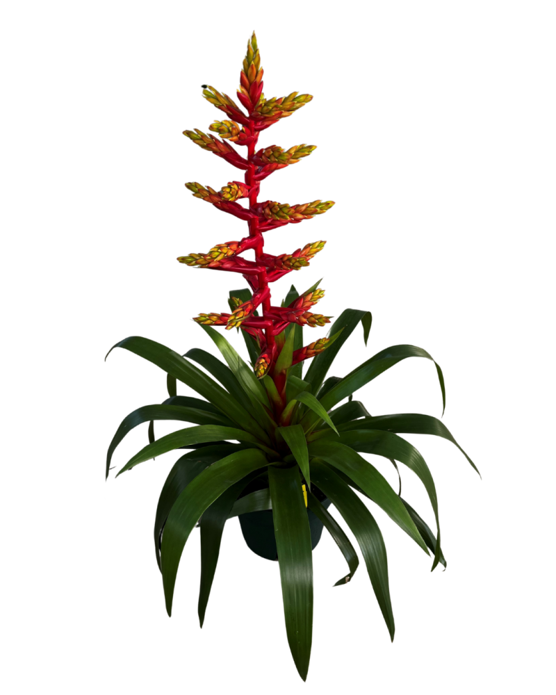 guzmania-bromeliad