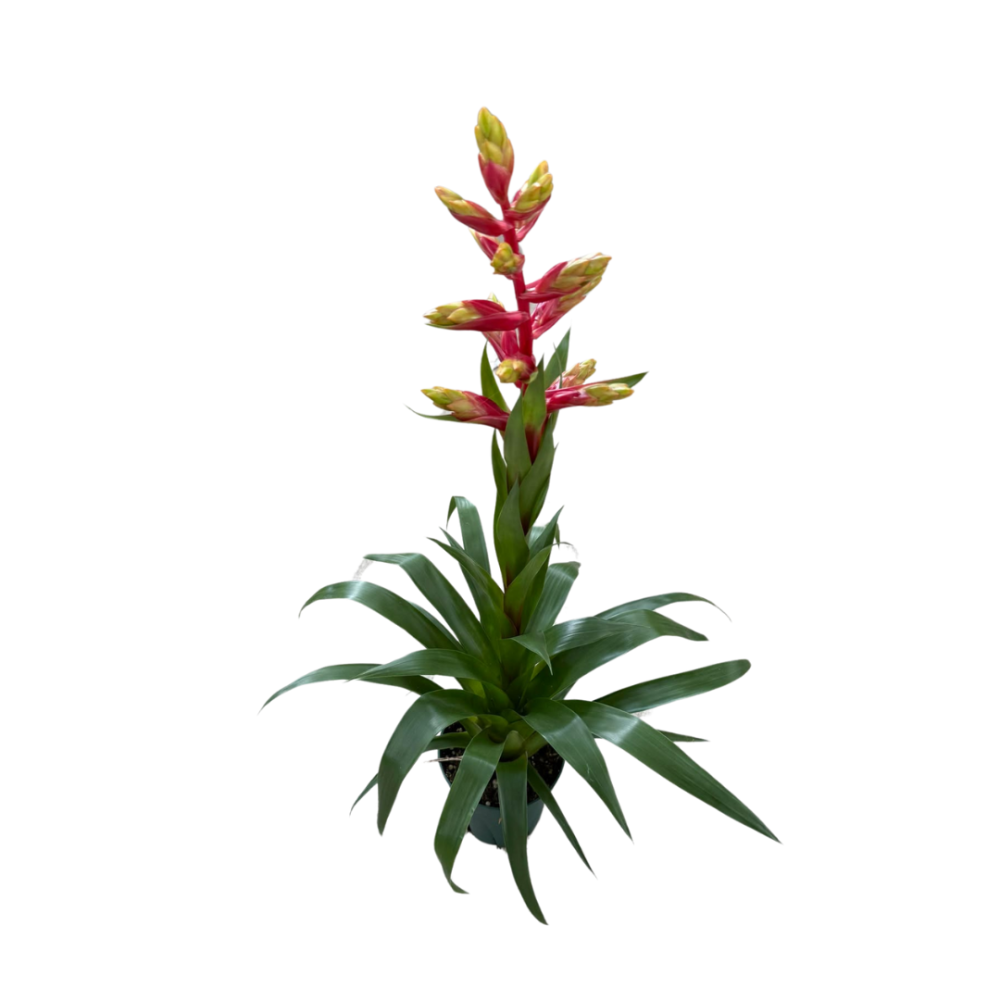 guzmania-bromeliad