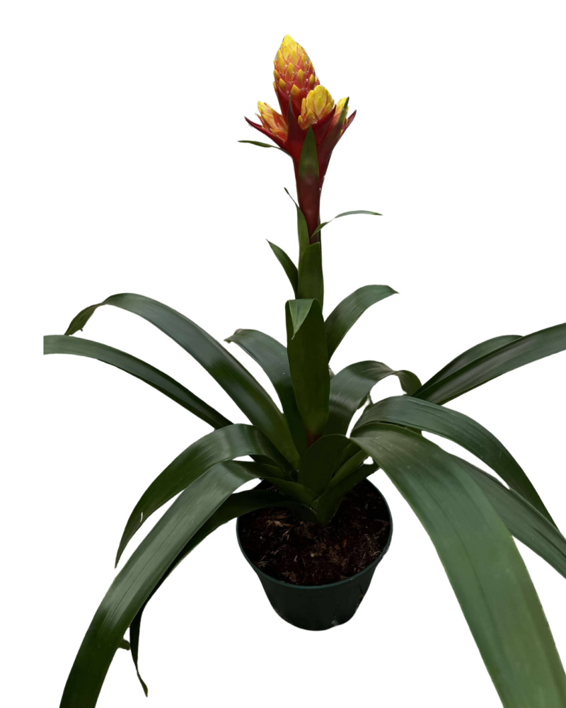 guzmania-bromeliad