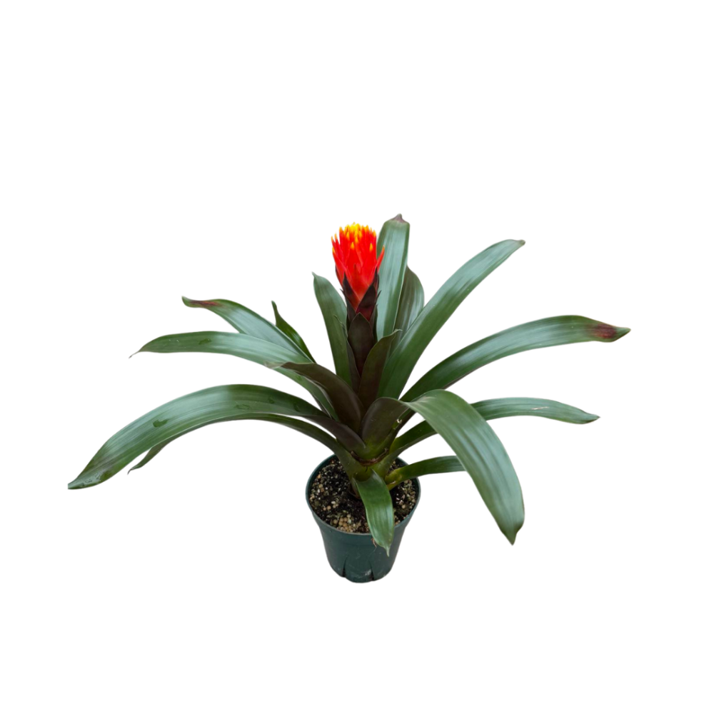 guzmania-bromeliad