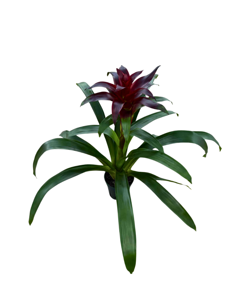 guzmania-bromeliad
