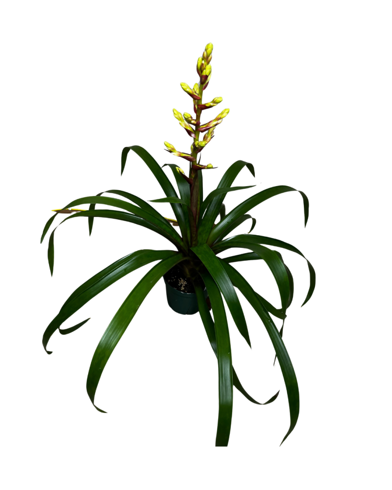 guzmania-bromeliad