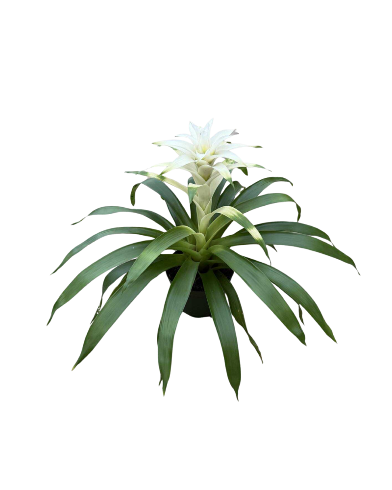 guzmania-bromeliad