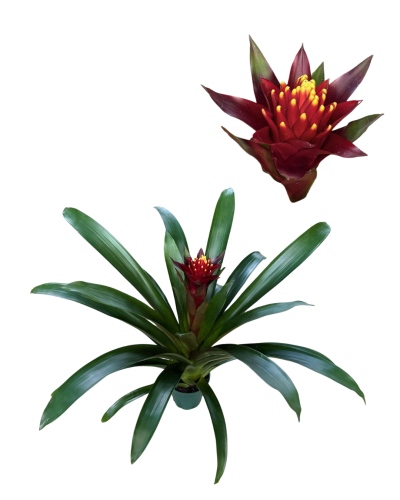 guzmania-bromeliad