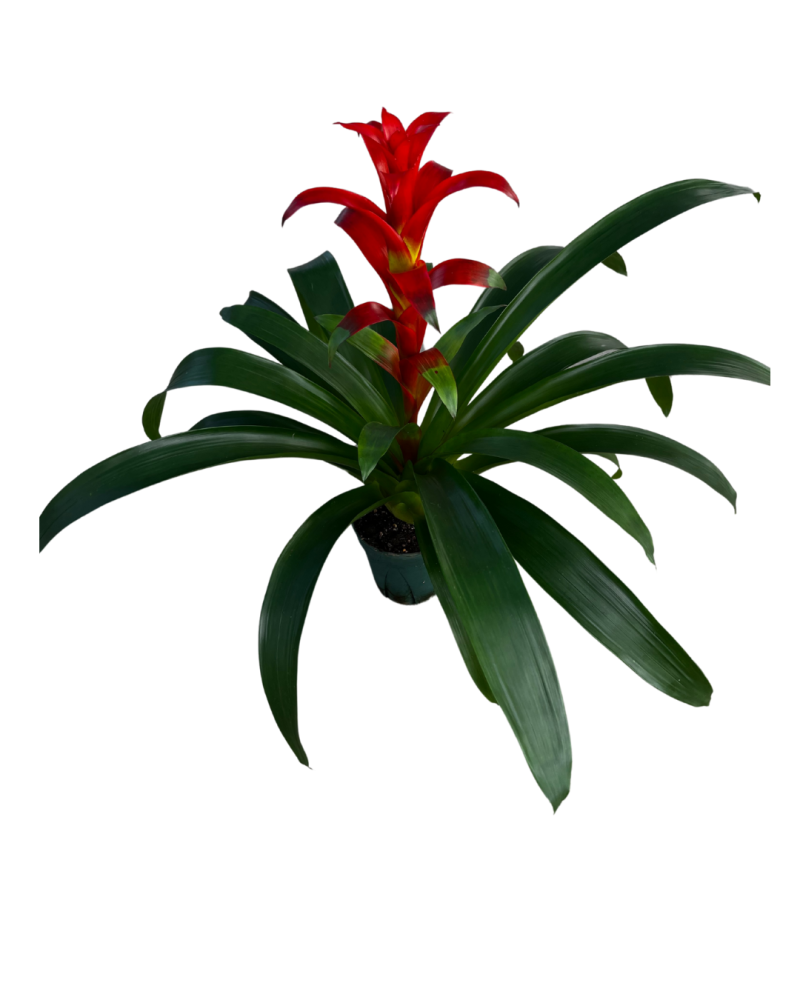 guzmania-class-bromeliad