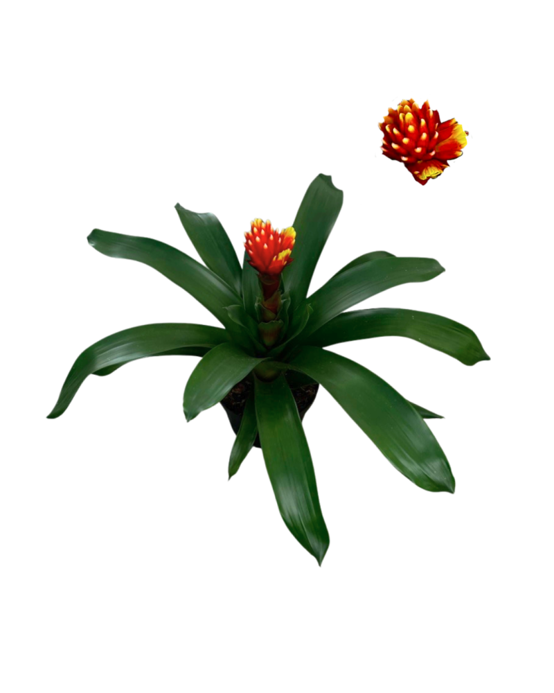 guzmania-crown-bromeliad