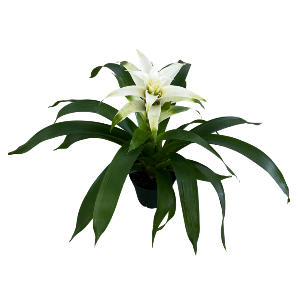 guzmania-deseo-white-bromeliad