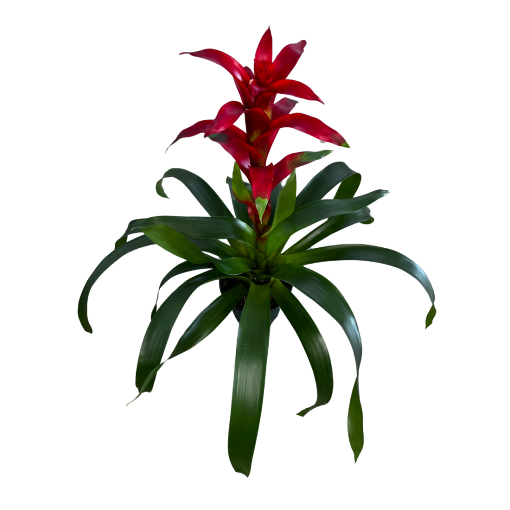 guzmania-fire-bromeliad