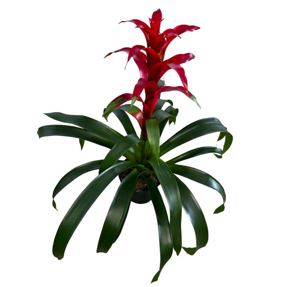 guzmania-fire-bromeliad