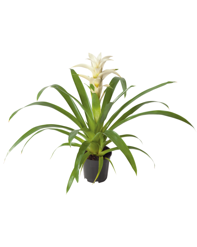 guzmania-froozen-bromeliad