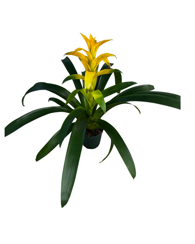 guzmania-hilda-bromeliad