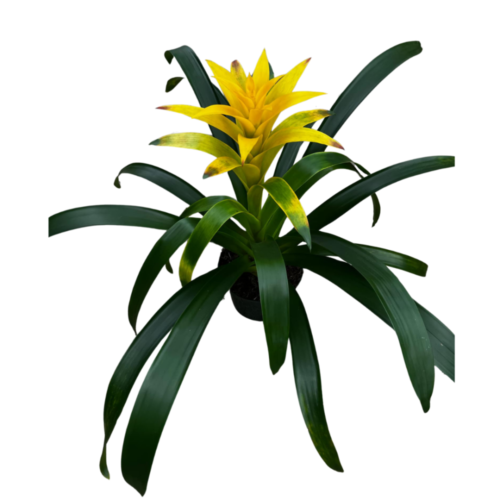 guzmania-hilda-bromeliad