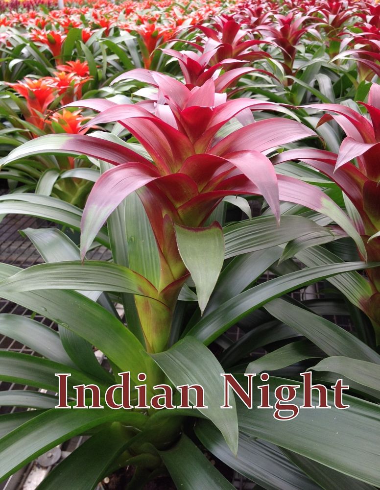 guzmania-indian-night-bromeliad