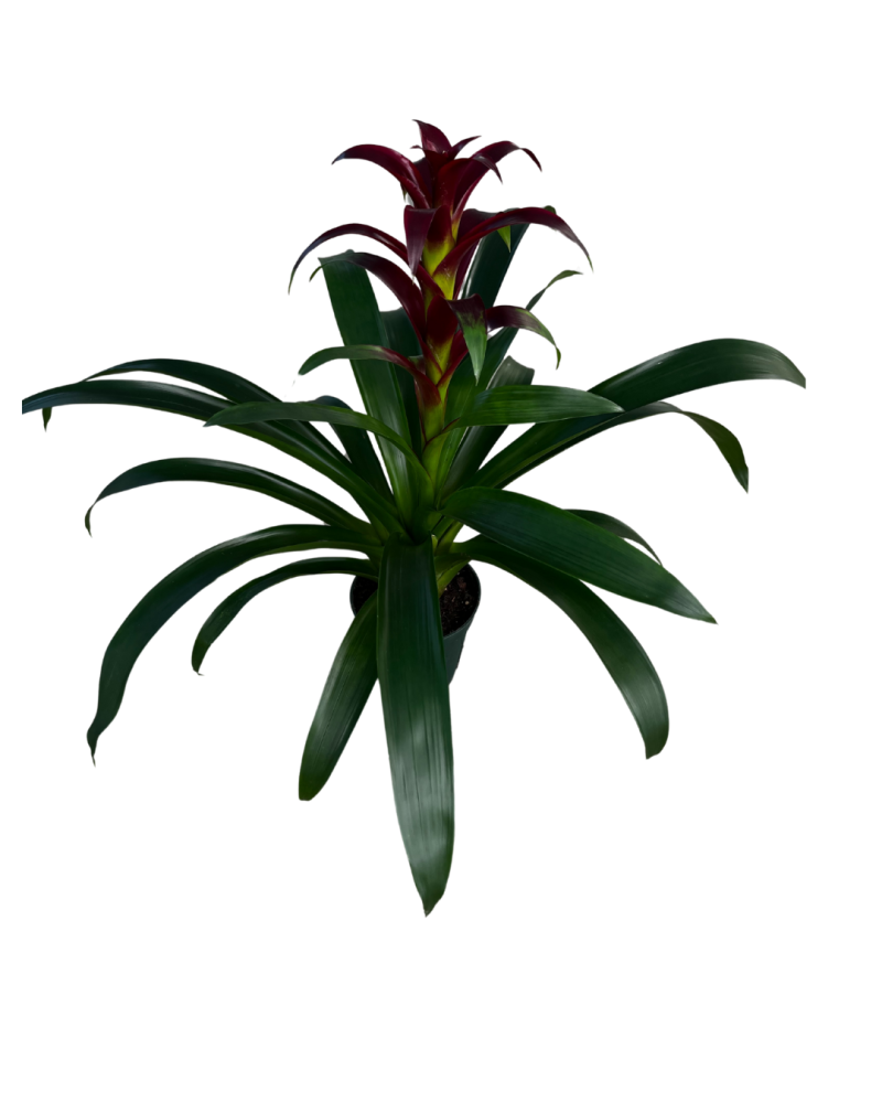 guzmania-indian-night-bromeliad