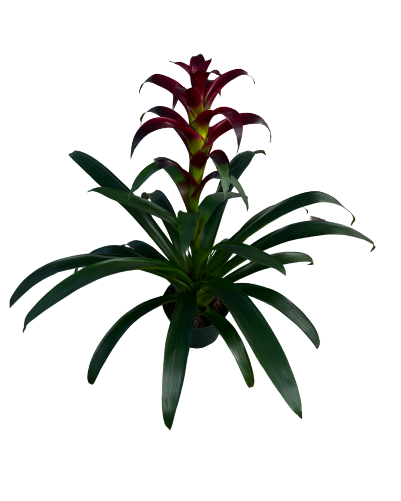 guzmania-indian-night-bromeliad