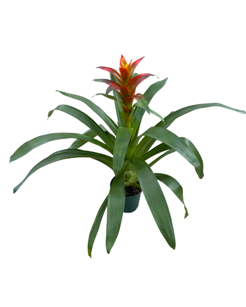guzmania-jazz-bromeliad