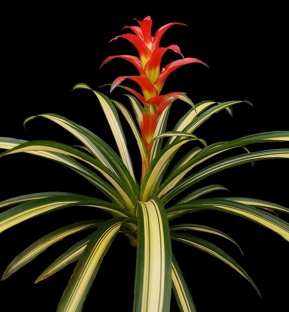 guzmania-jim-tony-bromeliad