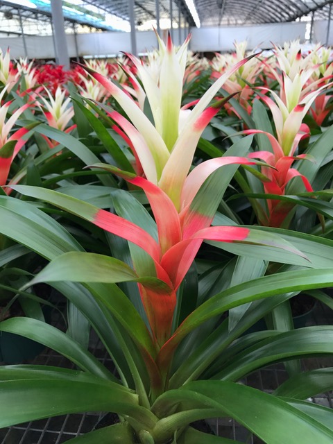 guzmania-kay-bromeliad