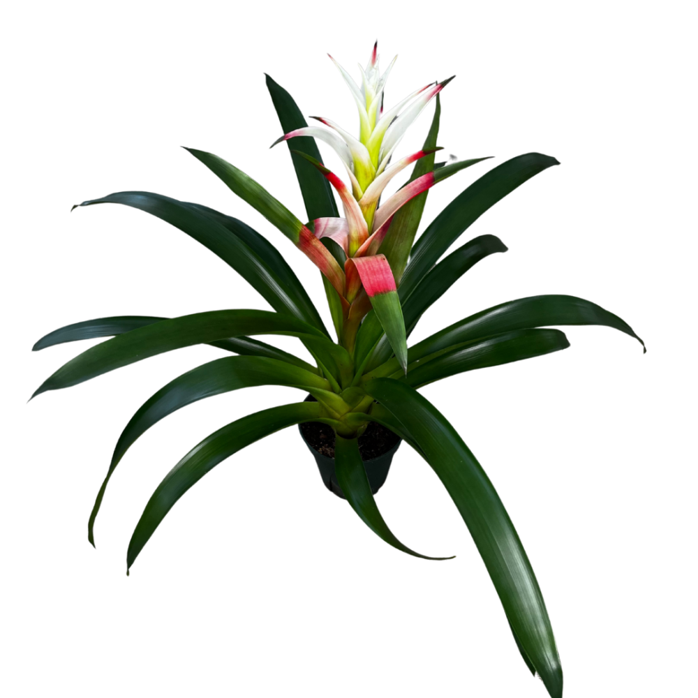 guzmania-kay-bromeliad