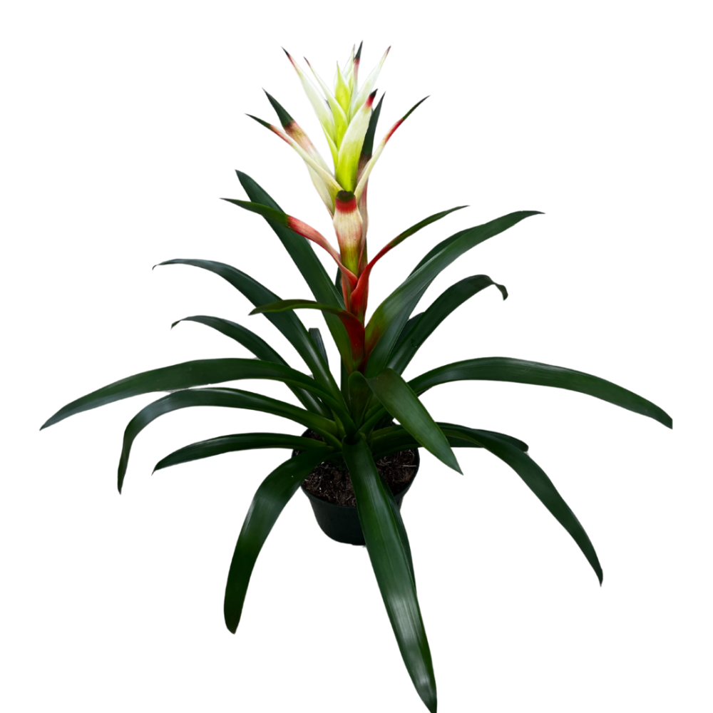 guzmania-kay-bromeliad