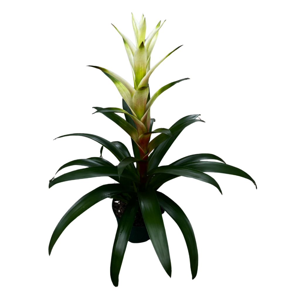 guzmania-kay-bromeliad
