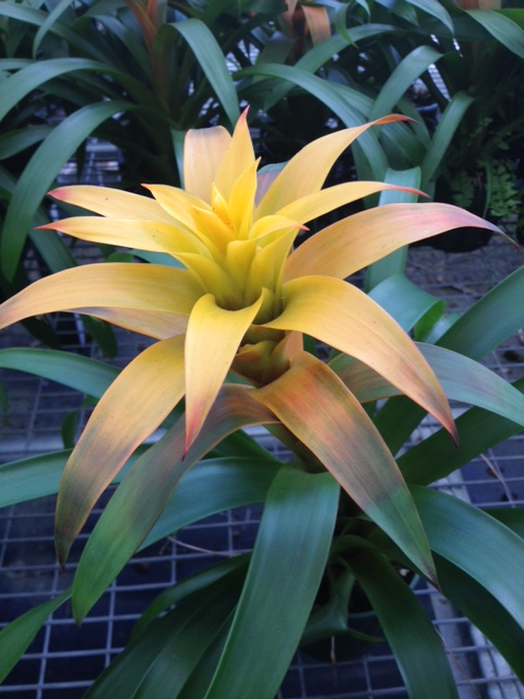 guzmania-lydia-bromeliad