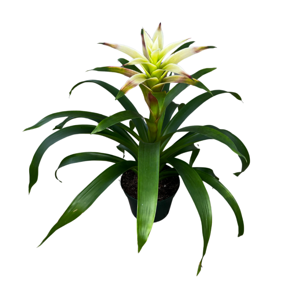 guzmania-margo-bromeliad