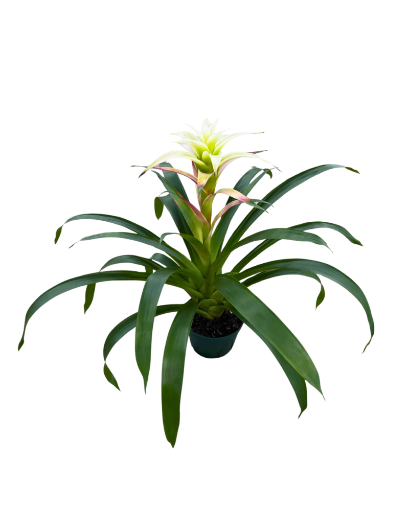 guzmania-margo-bromeliad