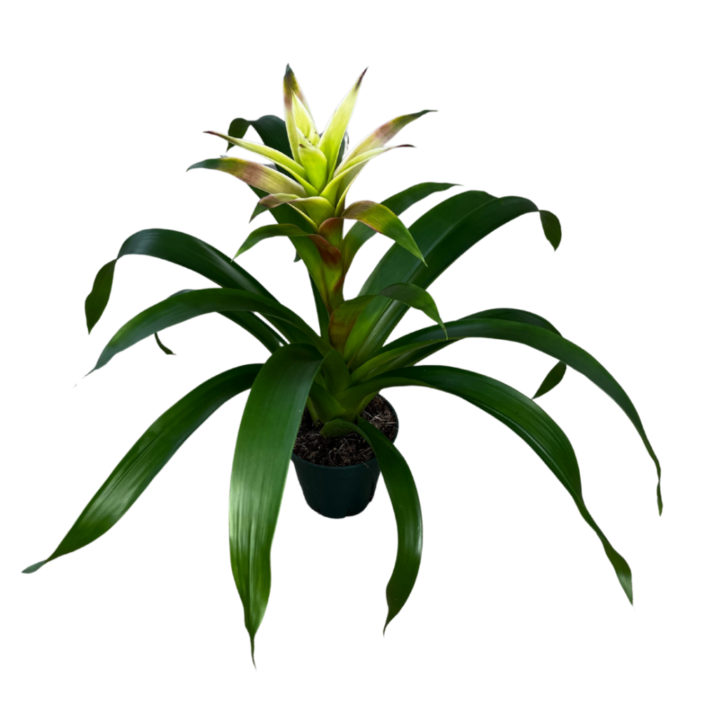 guzmania-margo-bromeliad