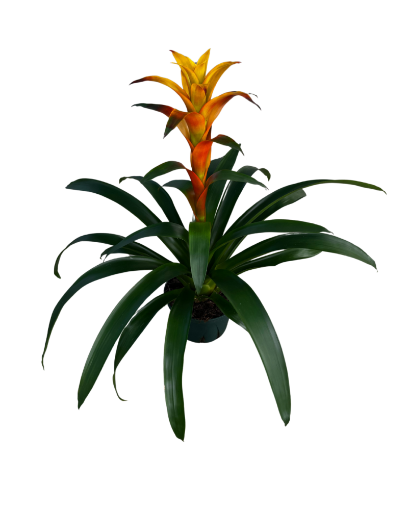 guzmania-marjan-bromeliad