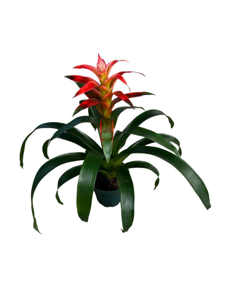 guzmania-melissa-bromeliad