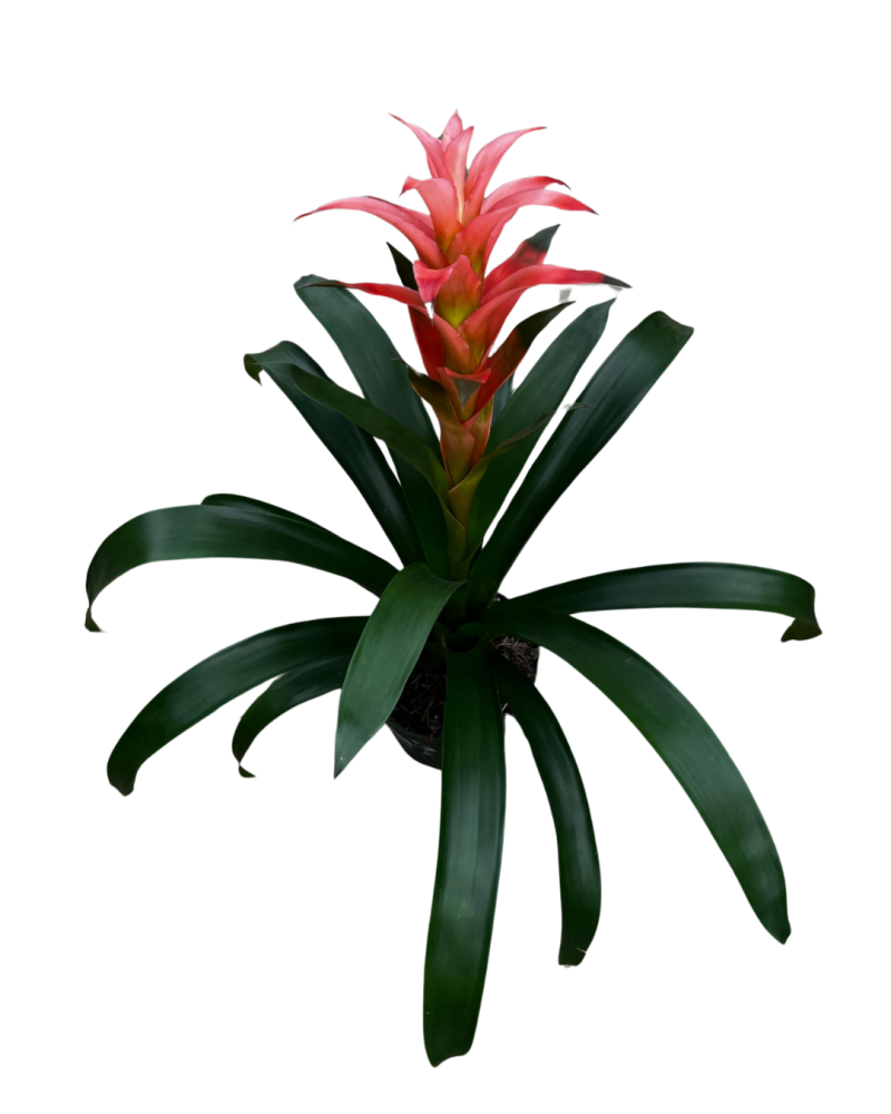 guzmania-melissa-bromeliad