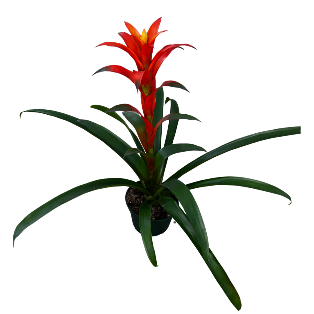 guzmania-michiel-bromeliad