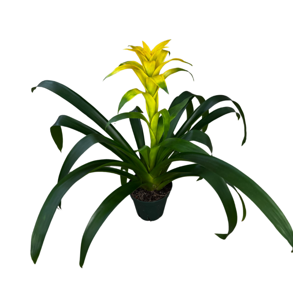 guzmania-mirador-bromeliad