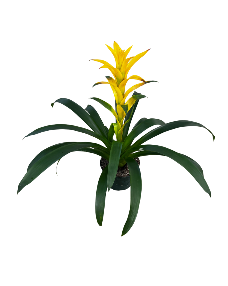 guzmania-mirador-bromeliad