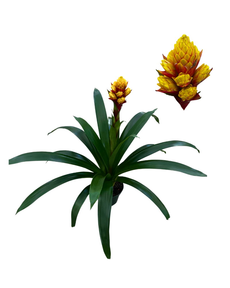 guzmania-mixta-bromeliad
