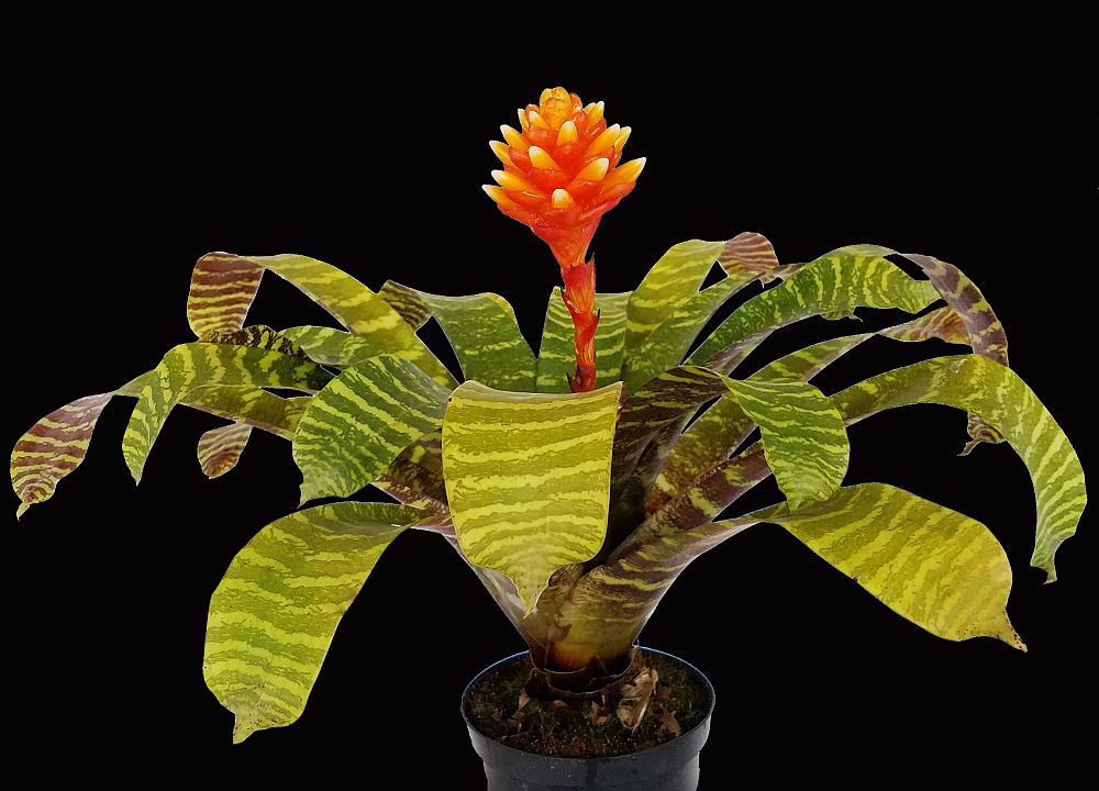 guzmania-musaica-bromeliad