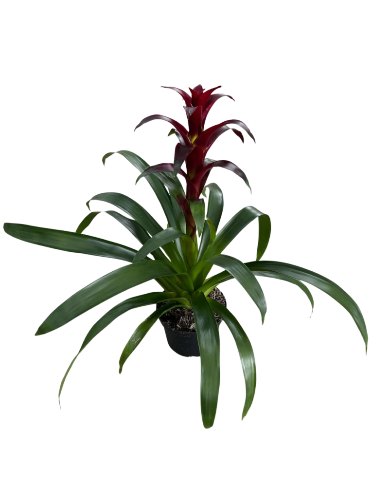 guzmania-nextara-bromeliad