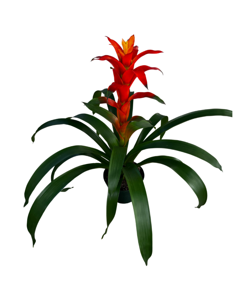 guzmania-orangeade-bromeliad