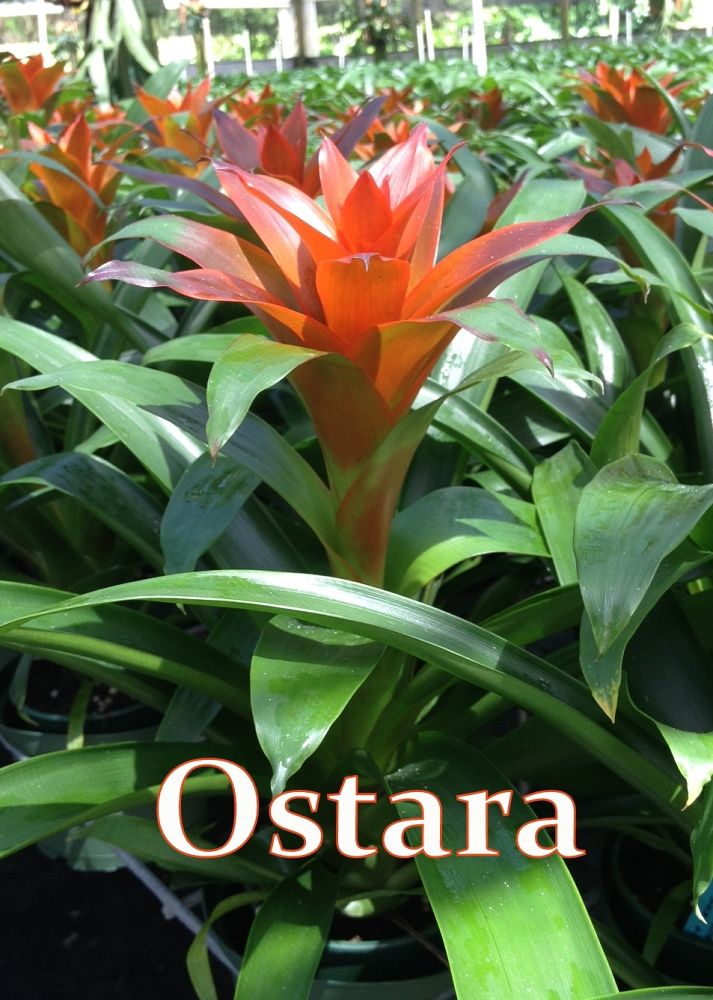 guzmania-ostara-bromeliad