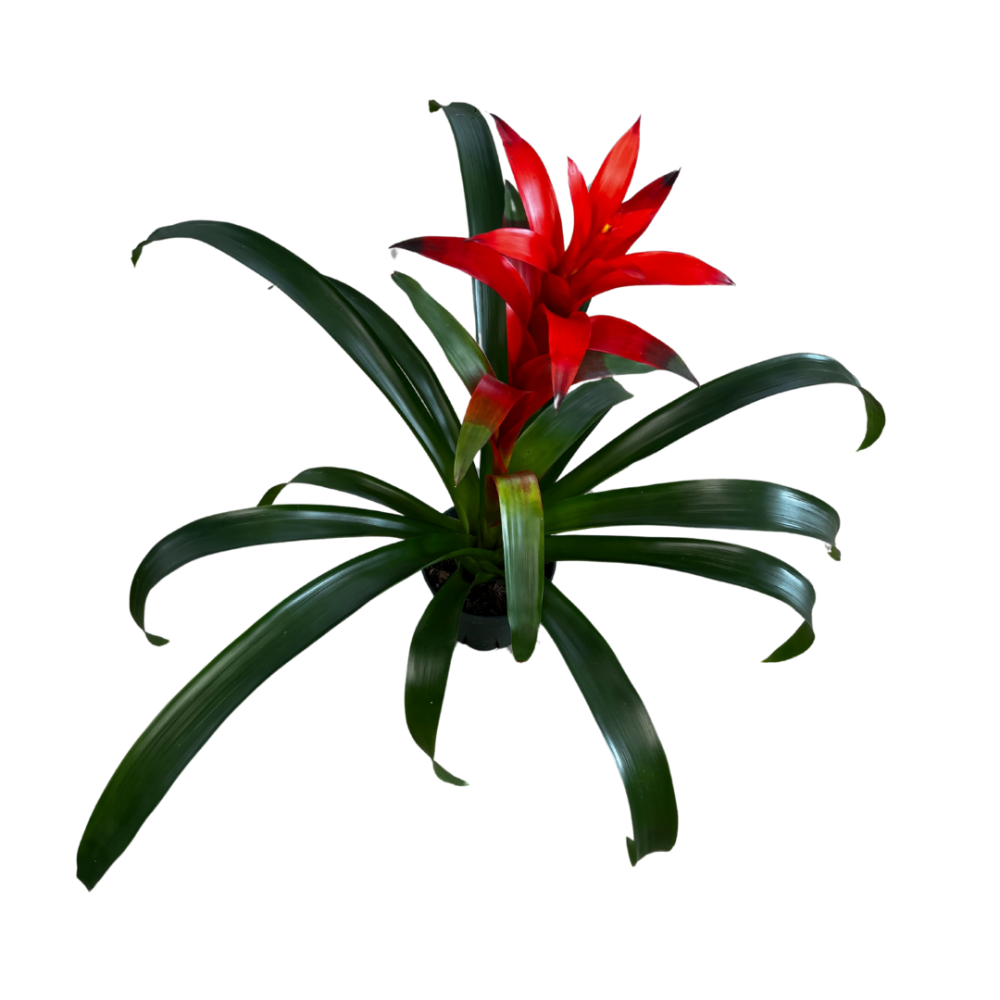 guzmania-ostara-bromeliad