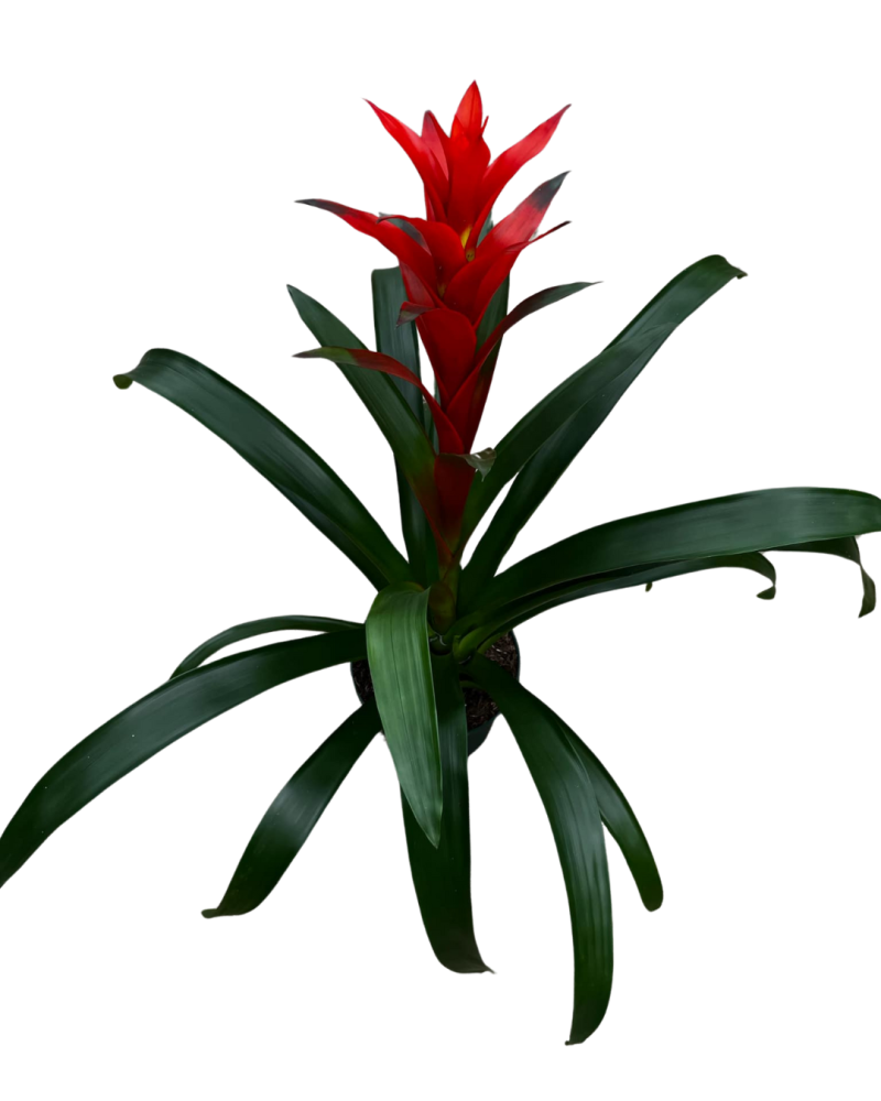 guzmania-ostara-bromeliad
